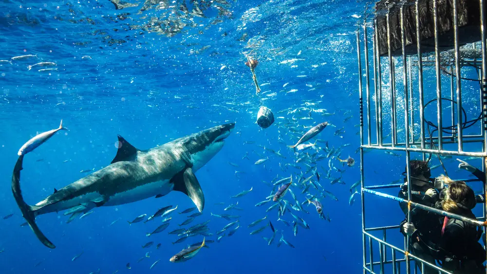 Shark Cage Diving Full Day Tour