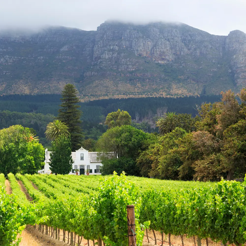 Cape Winelands Full Day Tour