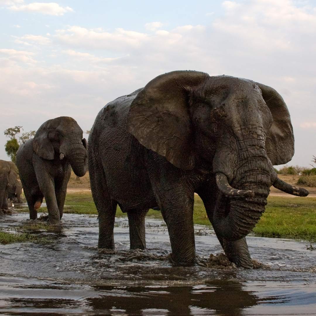 Kruger safari and Blyde River Canyon