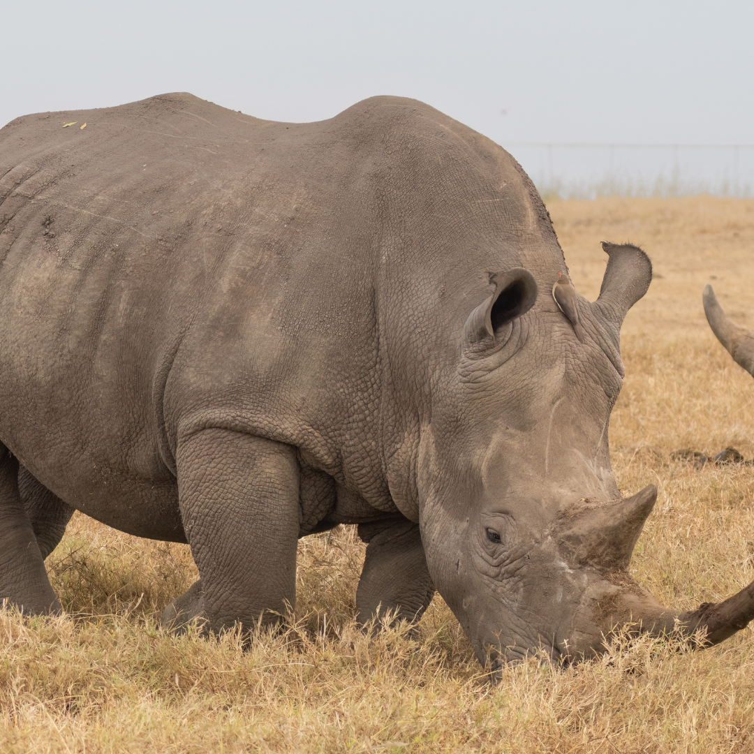Seven day Kruger and Panorama Route safari