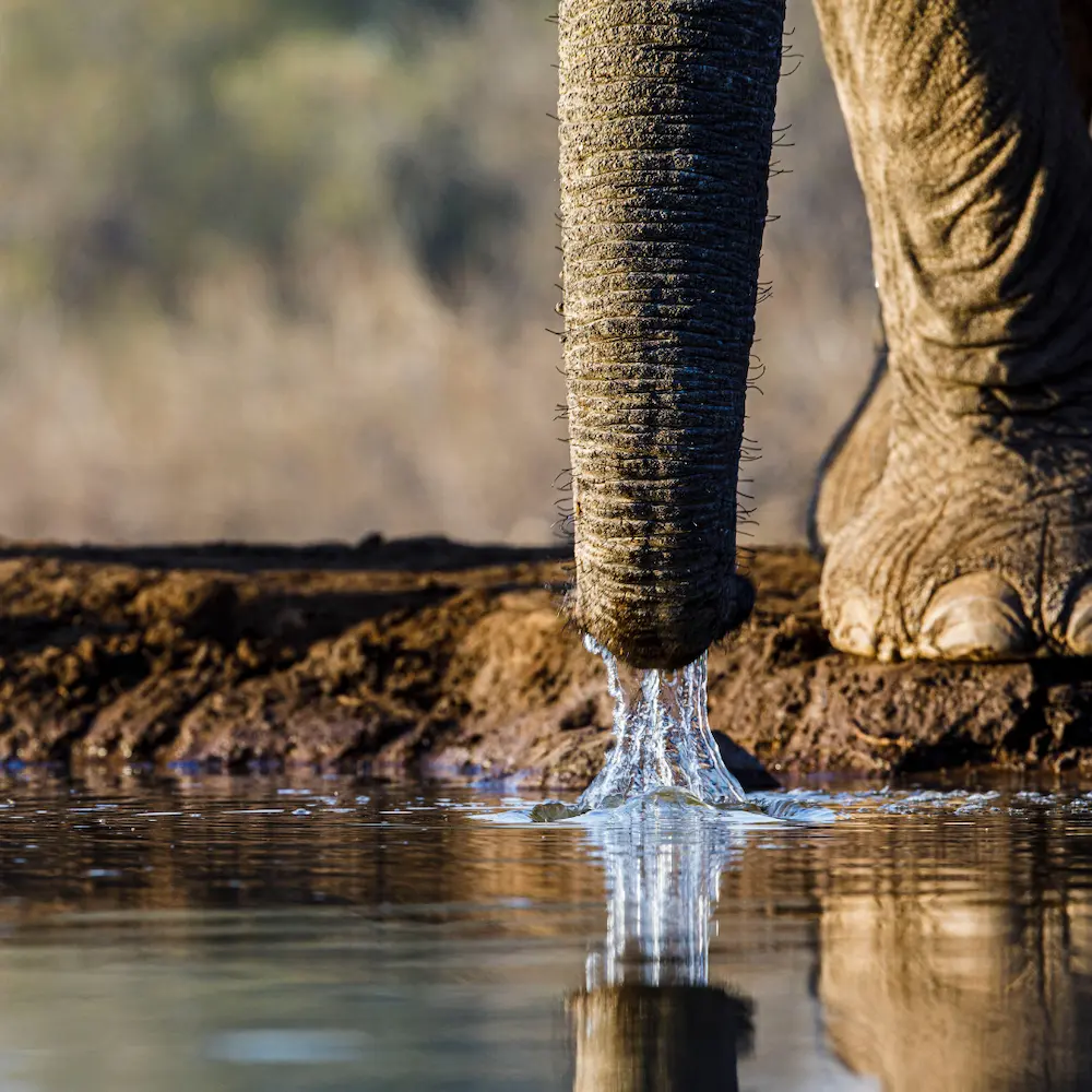 Makgadikgadi and Moremi safari in Botswana