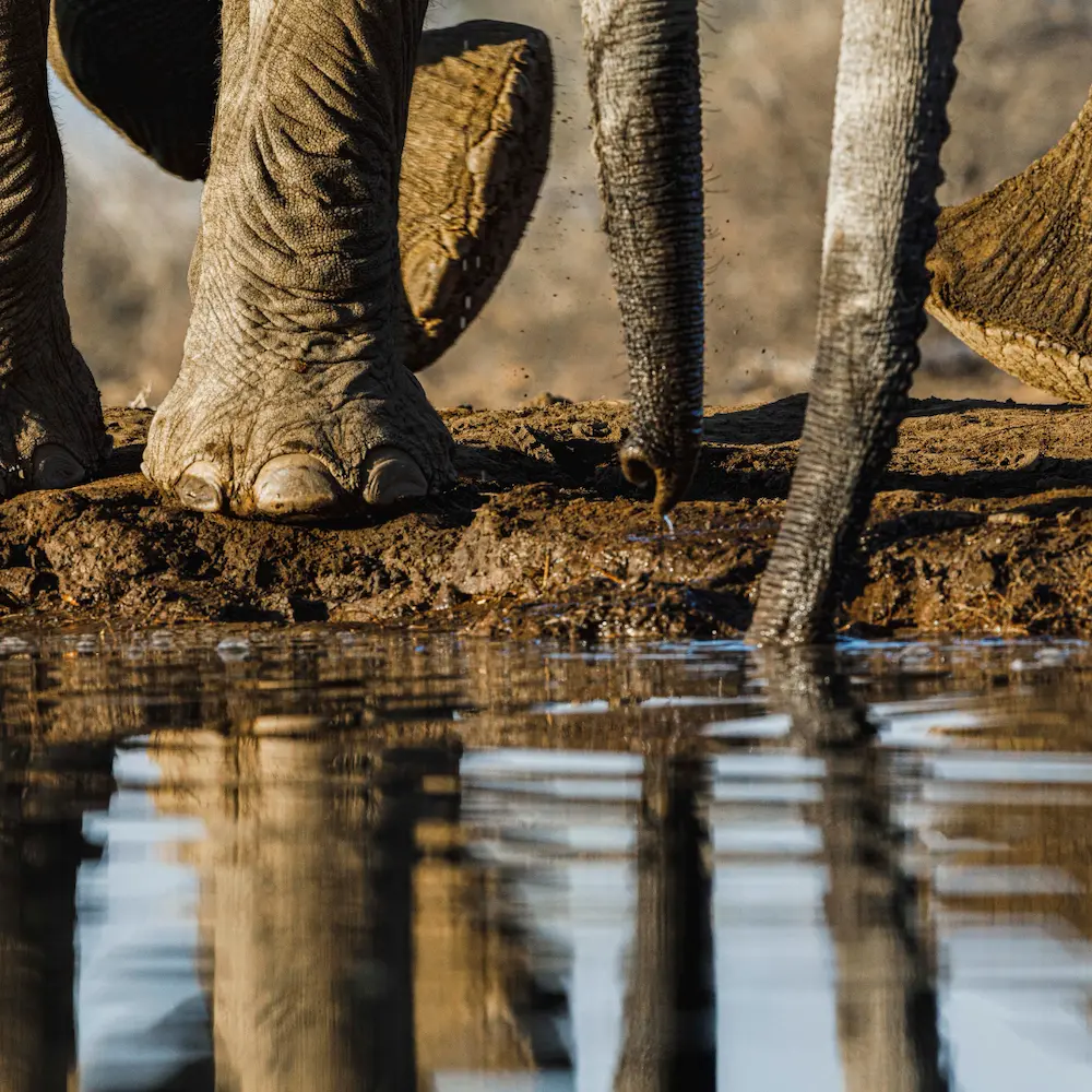 Aquila Morning Game Drive