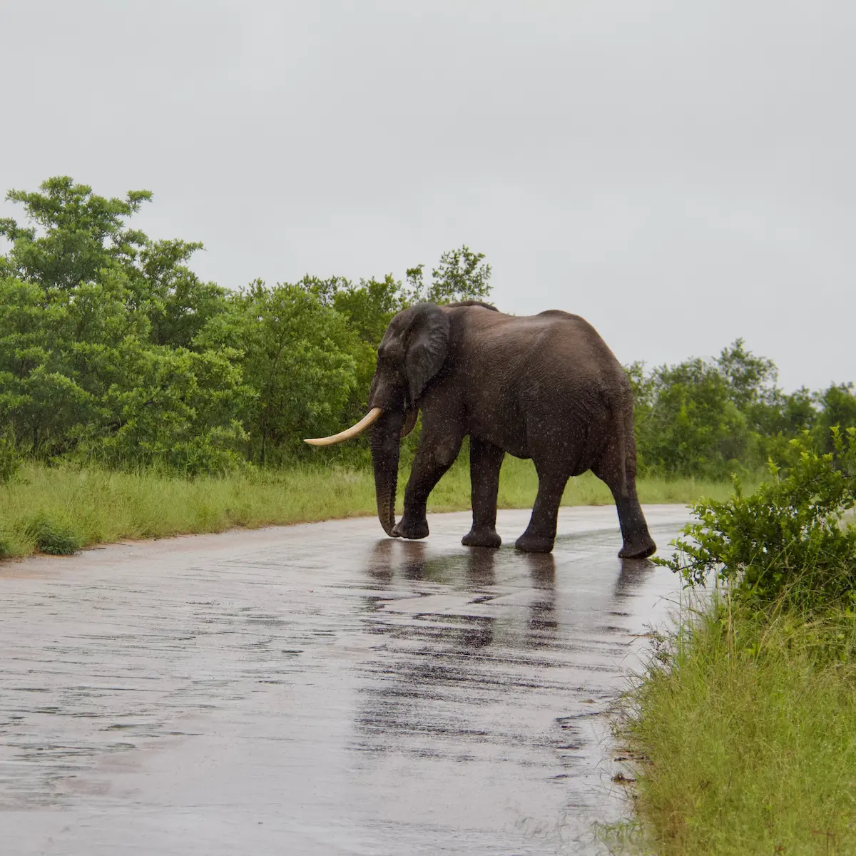 Elephant on safari in Kruger National Park