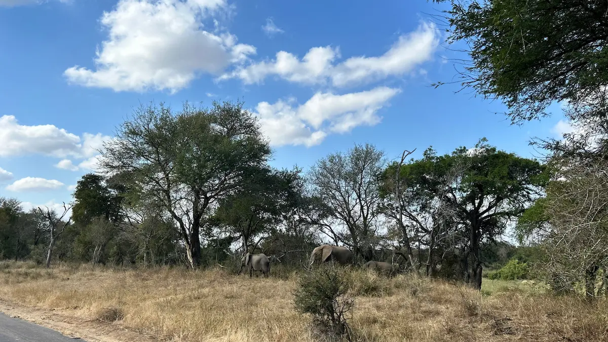 Elephants in Kruger National Park