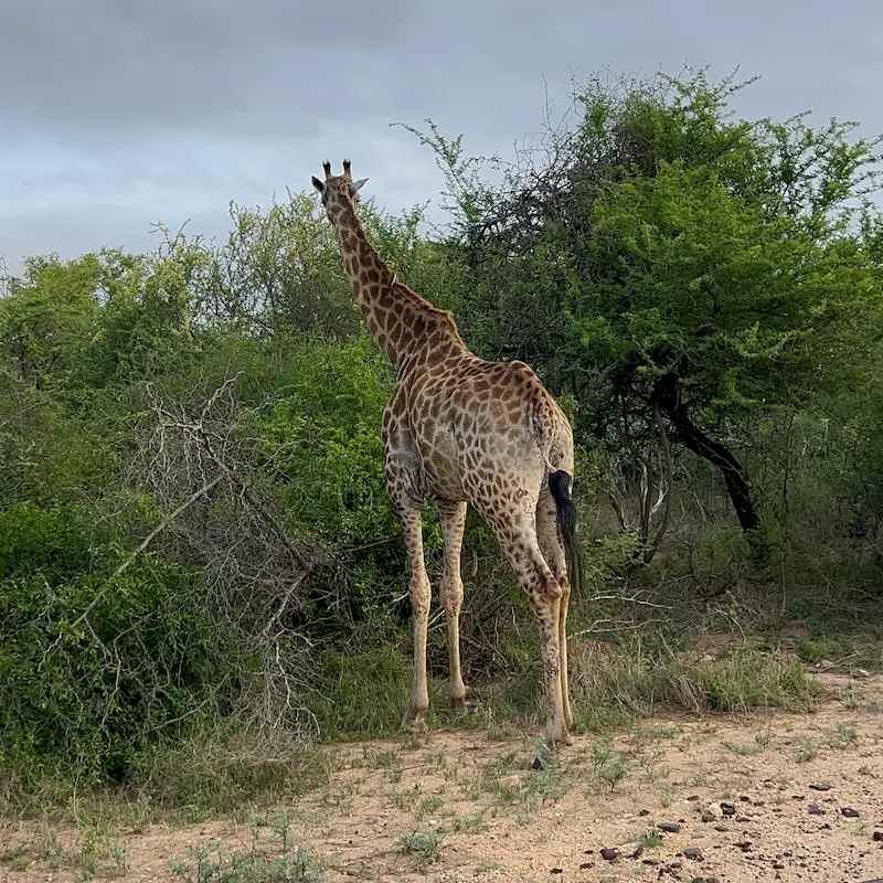 3 Day 2 Night Kruger Safari Package from Cape Town