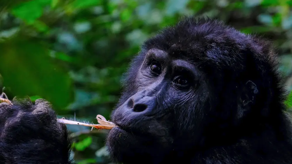 Bwindi gorilla trekking
