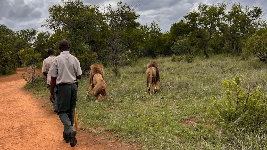 Lion Bush Walk Tour