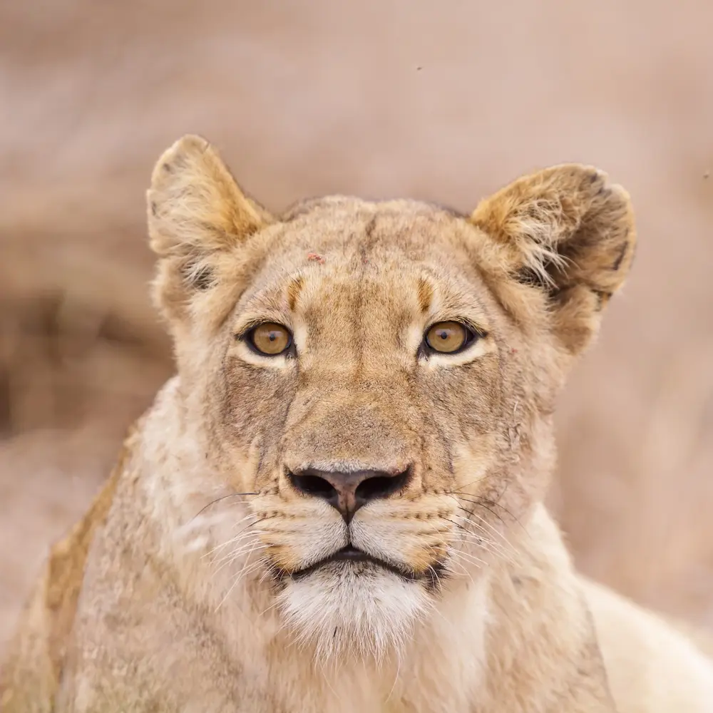 Lions in Kruger National Park