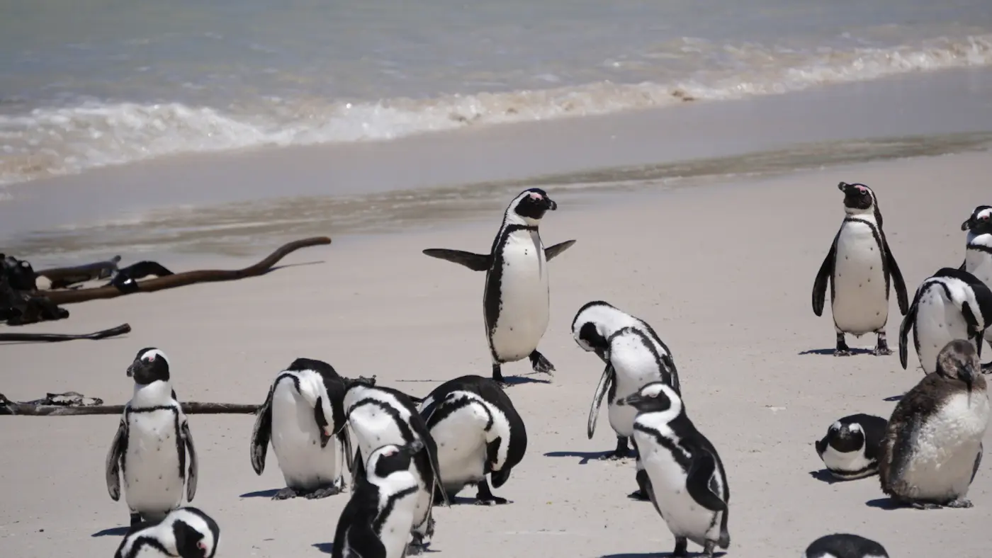Cape Town tour add-on with wildlife experience