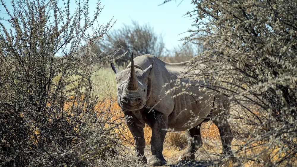 Rhino and Lion Nature Reserve Tour