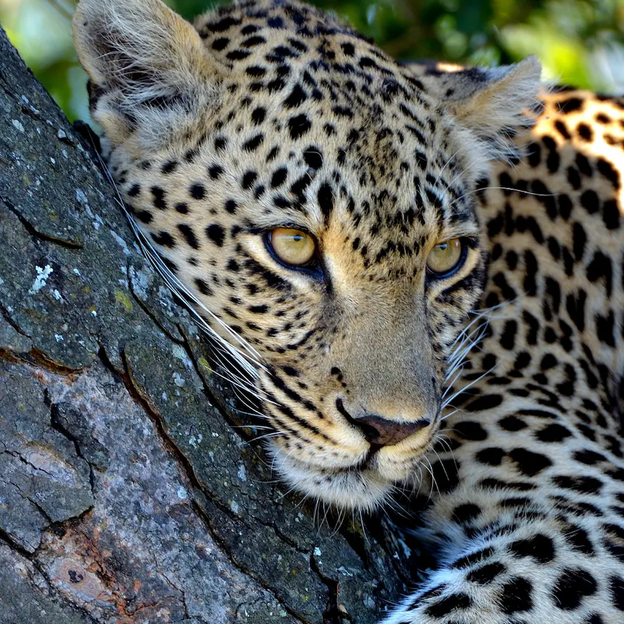 5 Days Kruger Park Panorama Route and Blyde River Canyon Tour from Johannesburg