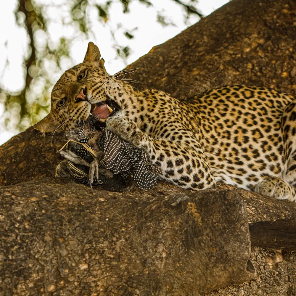 Botswana safari including Chobe and Victoria Falls