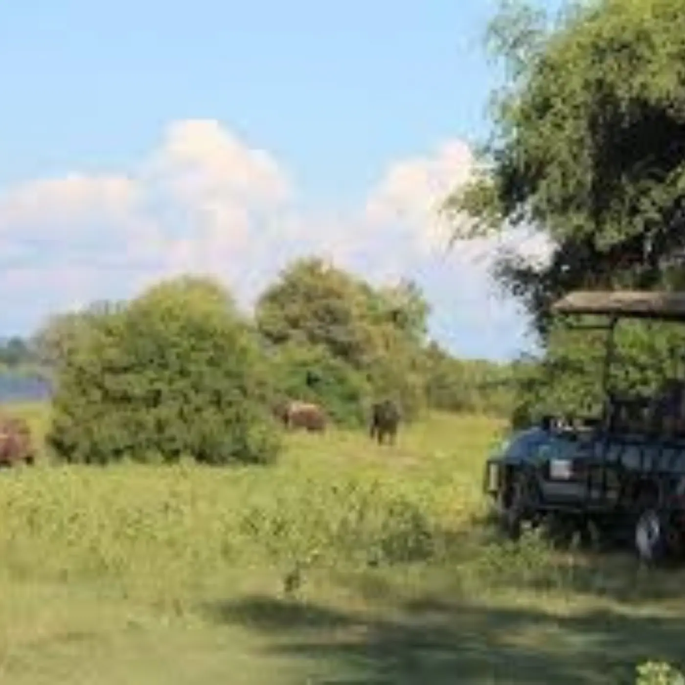 Pilanesberg National Park 3 Hour Shared Game Drive