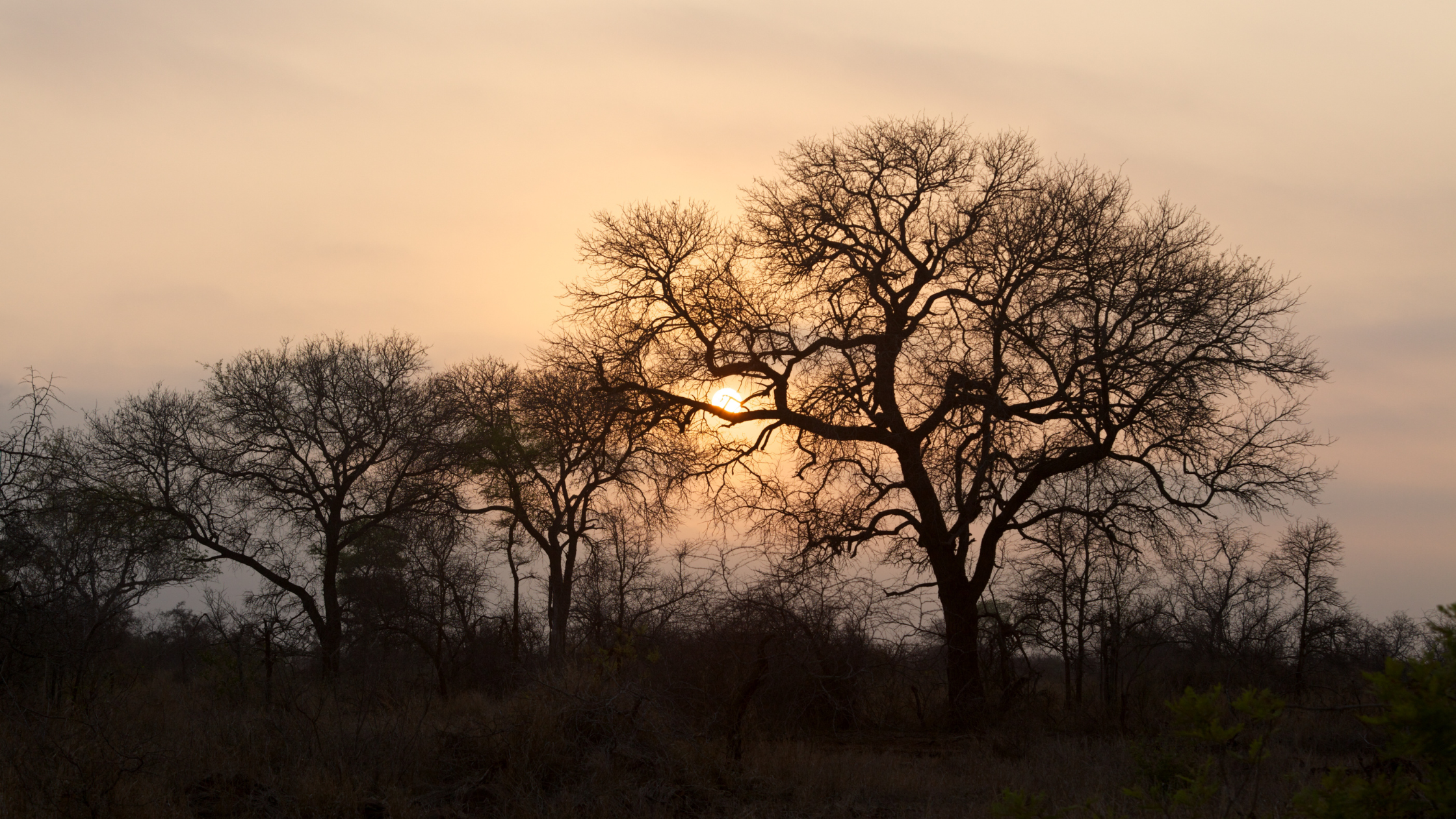 Cape Town to Kruger safari package